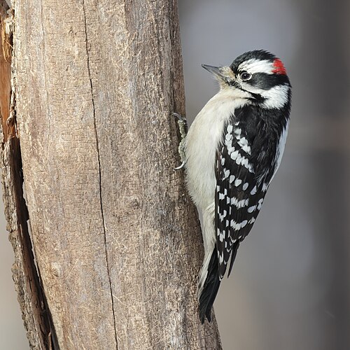 Downy Woodpecker — cavity nester in Arlington TX yards
